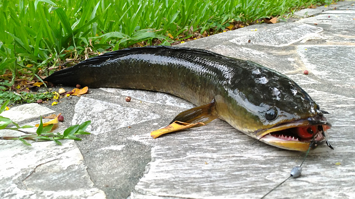 不只是外来种植物,池内还有吴郭鱼,泰国鳢,都是萤火虫的天敌