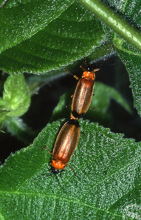 端黑萤(   :南投林管处提供)