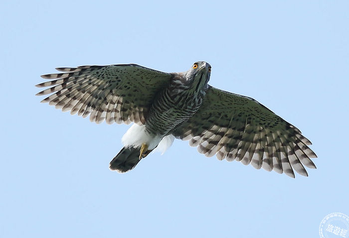 凤头苍鹰(雄)_陈王时摄(图台北市野鸟学会提供)